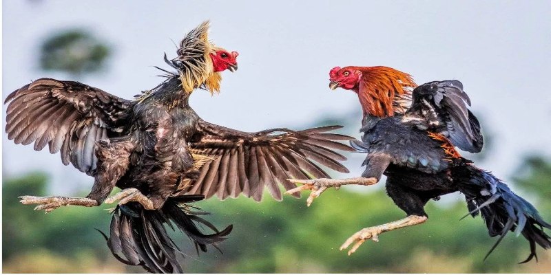 Giới thiệu về đá gà nòi cựa sắt là gì?
