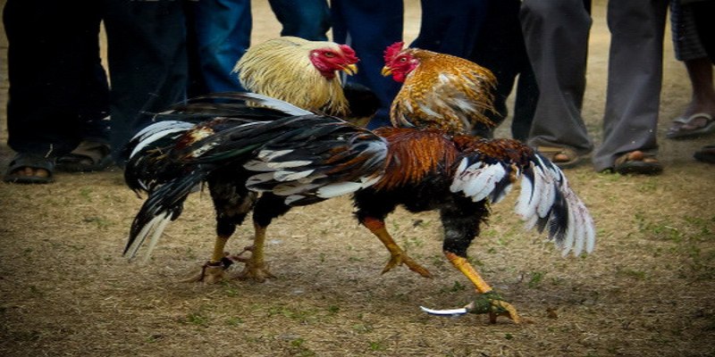 Sử dụng đòn đá hiểm hóc quyết định trận đấu