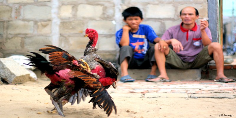 Ý nghĩa của việc xem màu mạng gà theo phong thủy