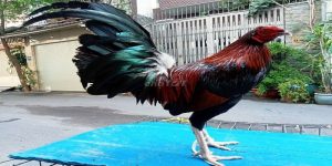 Gà điều chân trắng - Những điều cần biết về giống chiến kê